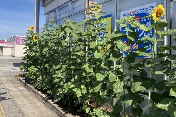 寒河江店ひまわり