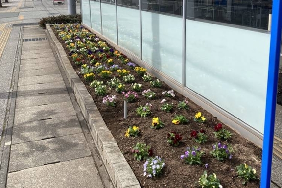 寒河江店パンジー